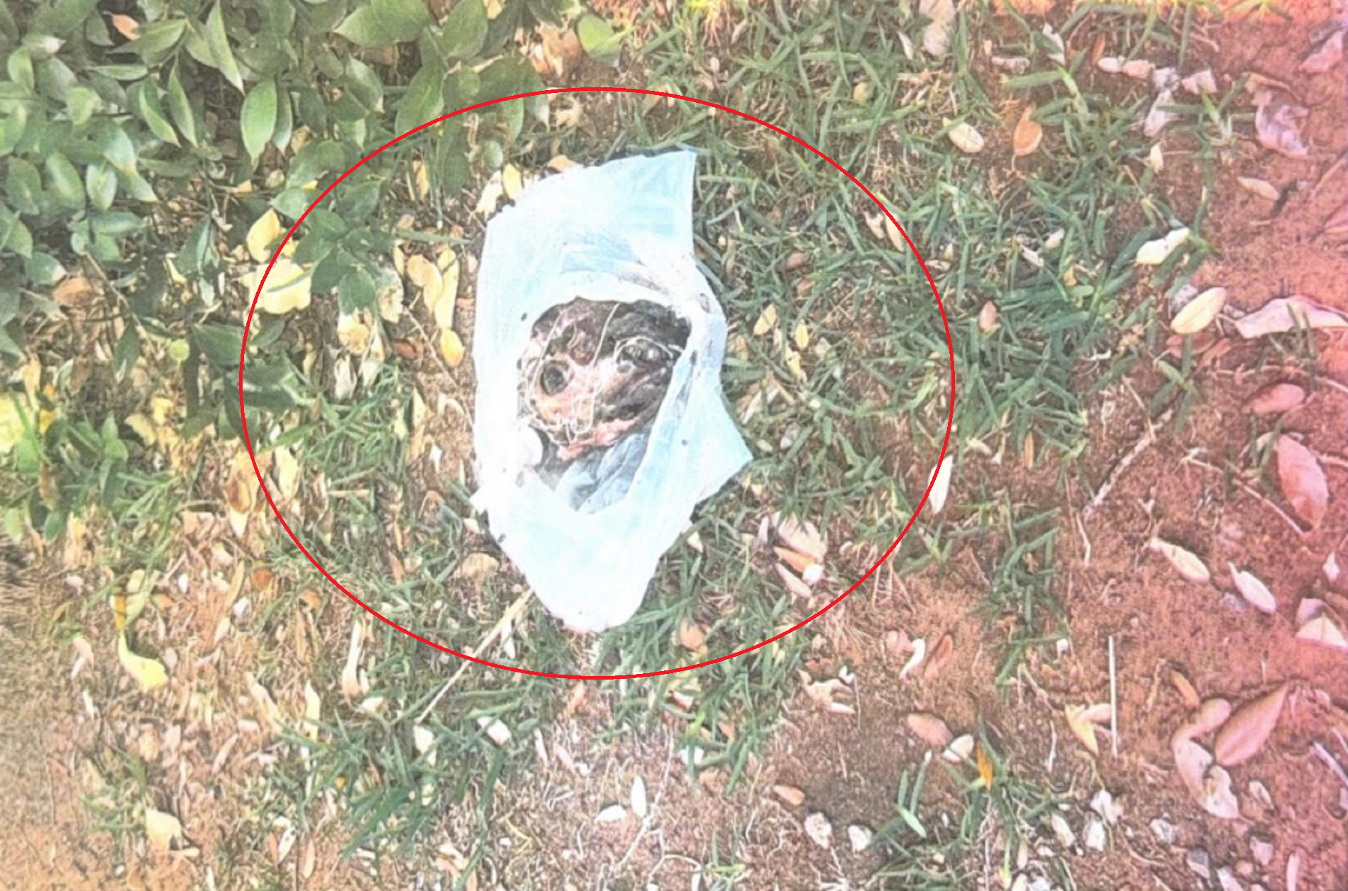 https://livesicilia.it/wp-content/uploads/2026/07/capretto.png?w=1900