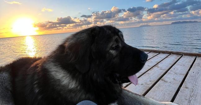 cane ucciso Marsala