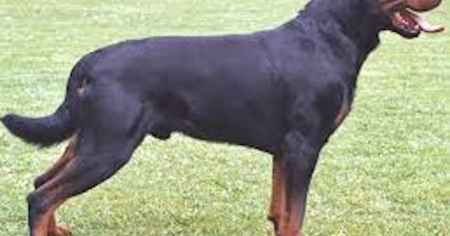 SBRANATO ROTTWEILER