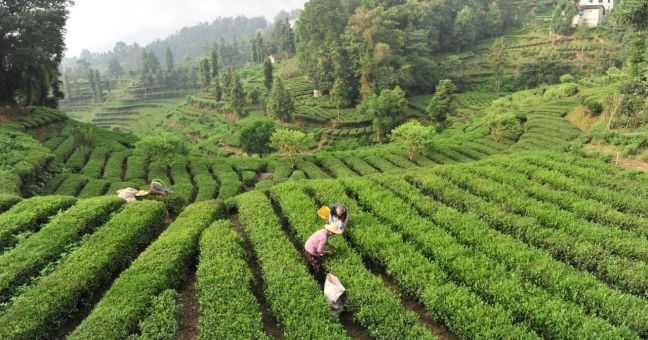 La Cina potenzia i settori della tradizione, dalla seta al tè alla porcellana