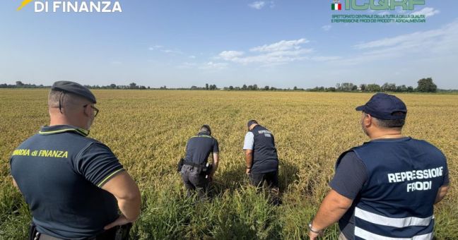 Pavia, maxi frode su riso biologico. Profitti illeciti per 10 milioni dl euro