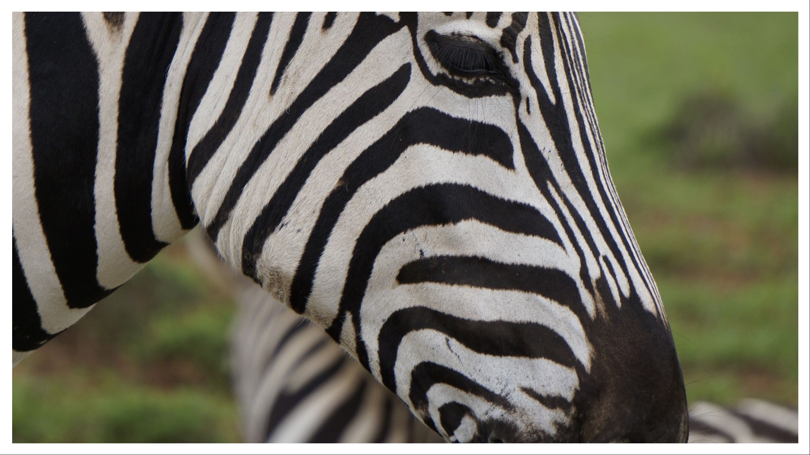 Embraer EMB‑120 hits zebra on take‑off in Tanzania, lands emergency at Kilimanjaro